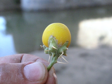 بذر تاجریزی بلوچی Solanum surattense 
