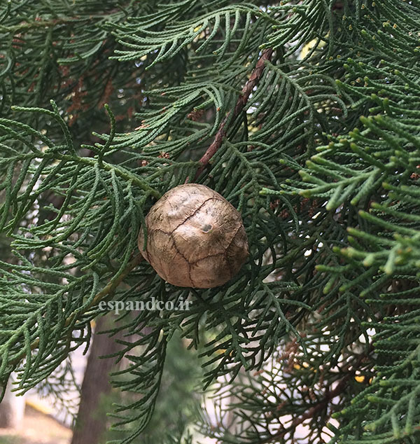 Cupressus sempervirens