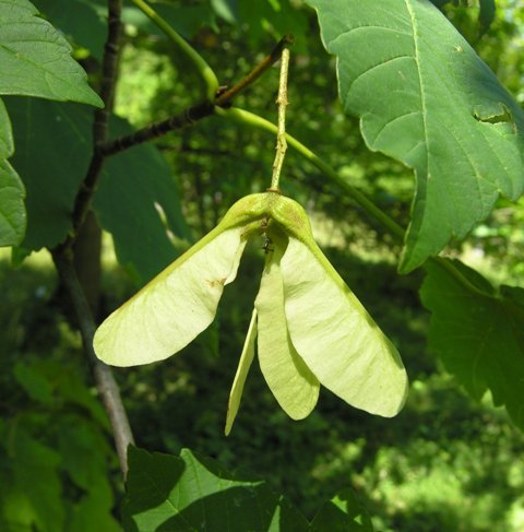  بذر گیاه پلت Acer velutinum 