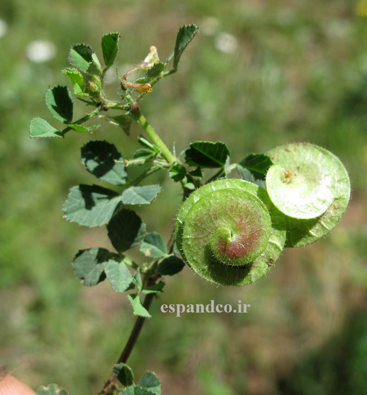 بذر گیاه یونجه دایره ای، تکمه ای