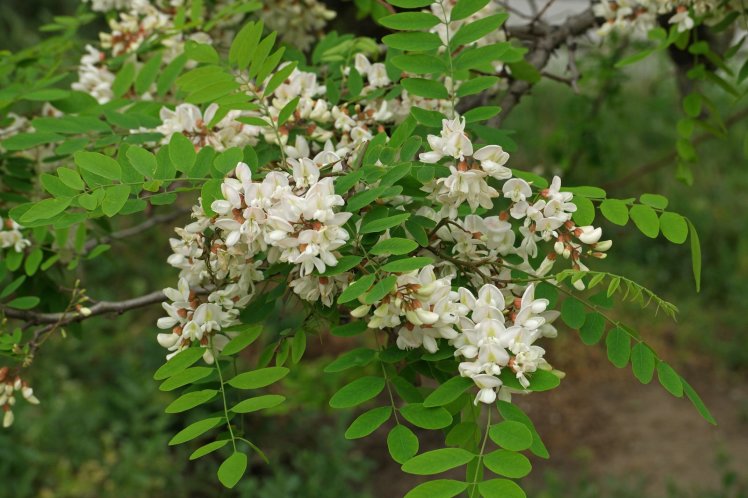 بذر درخت اقاقیا Robinia pseudoacania