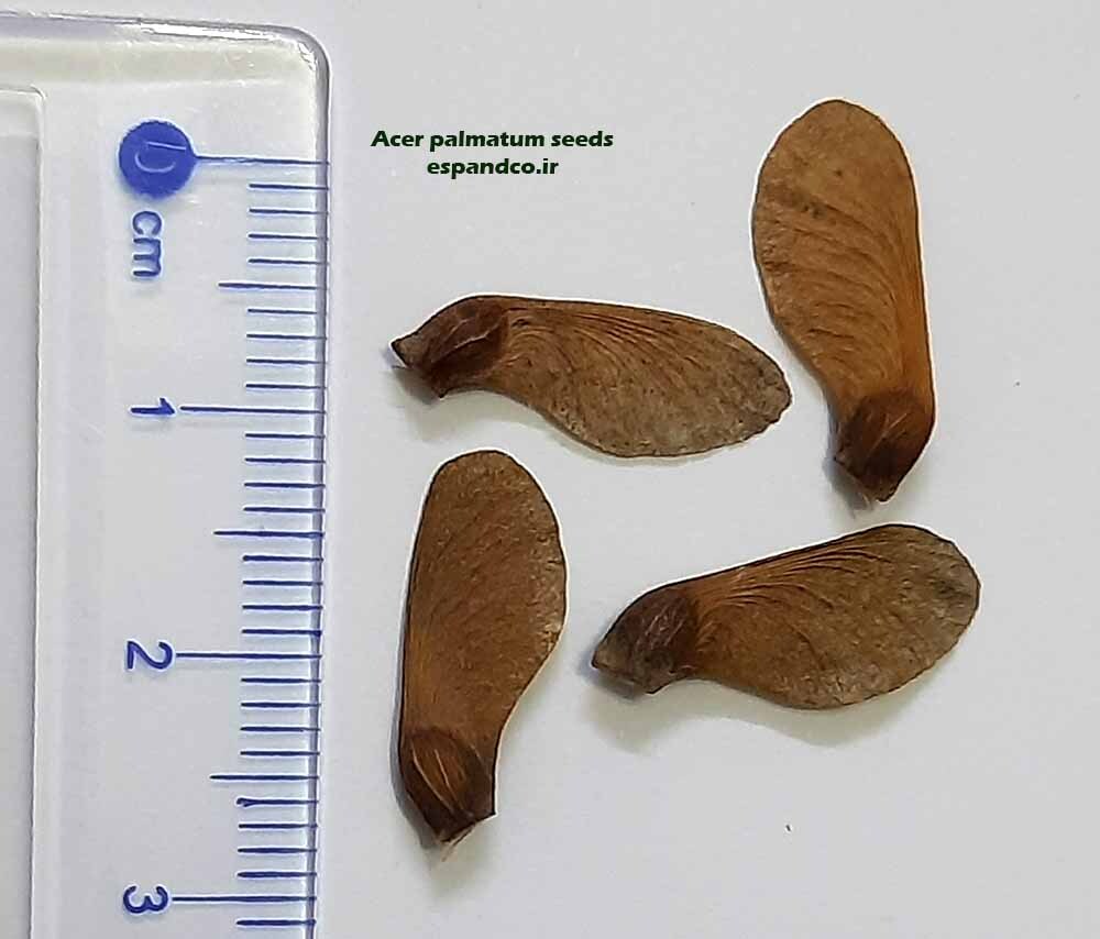 Acer palmatum Green seeds