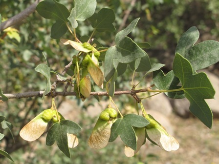  بذر گیاهکیکم Acer monspessulanum 