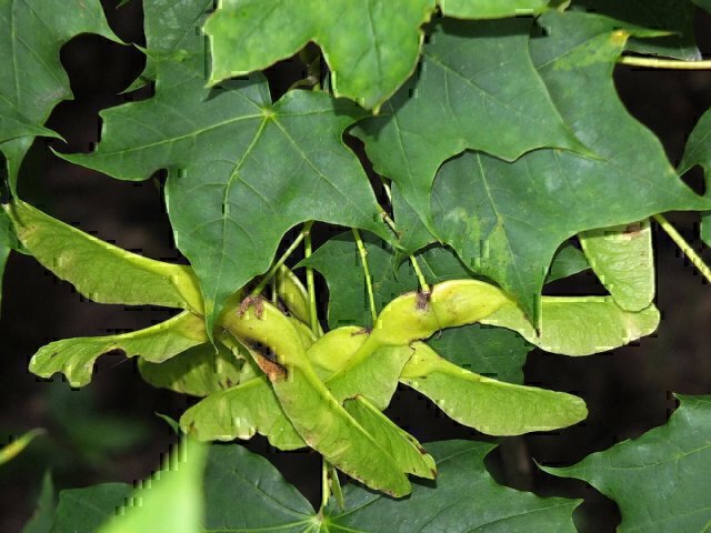  بذر گیاه شیردار، شیرپلت Acer cappadocium 