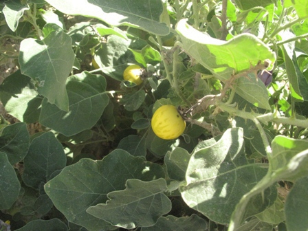  Solanum incanum 