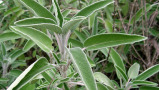 بذر مریم گلی Salvia
