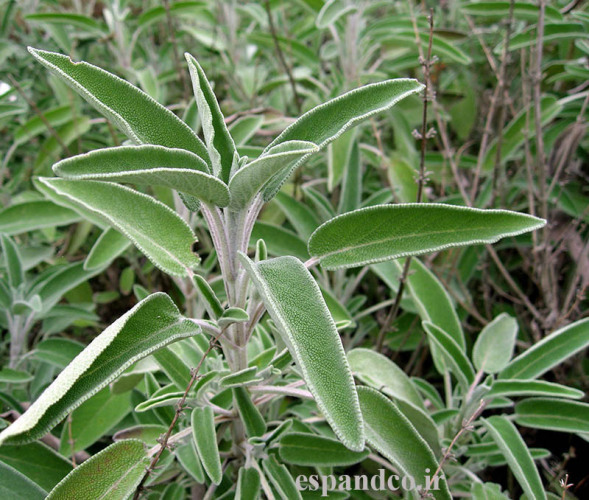 بذر مریم گلی Salvia