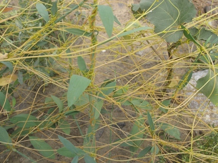 بذر گیاه سس معمولی Cuscuta campestris