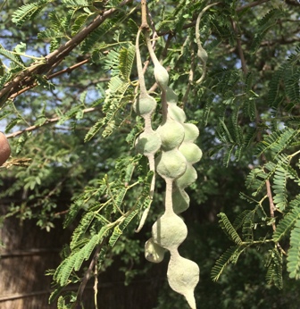 بذر گیاه آکاسیا، کرت Acacia nilotica 