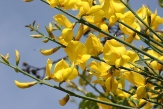 طاووسی