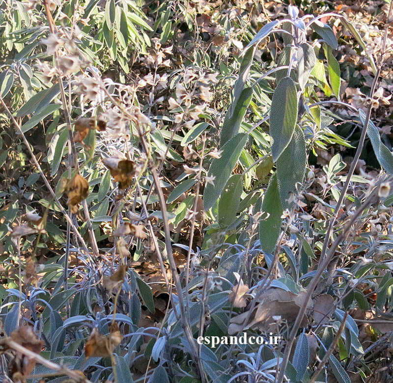  Salvia officinalis 
