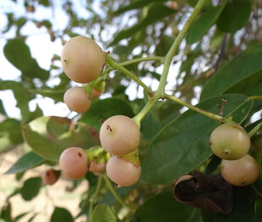 گیاه دارویی سپستان Cordia myxa