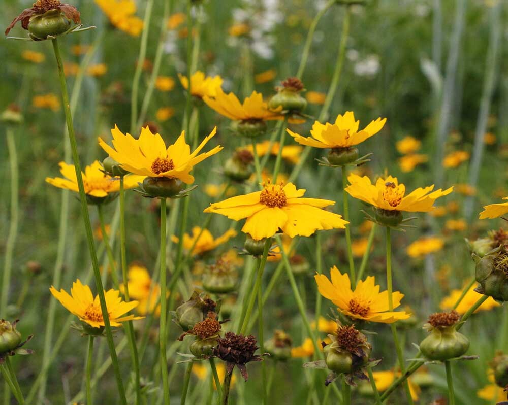  گل اشرفی برگ نیزه ای 