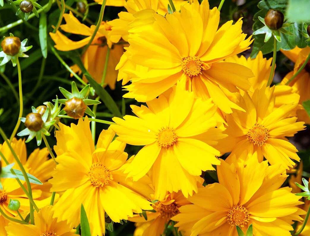  گیاه گل اشرفی برگ نیزه ای 