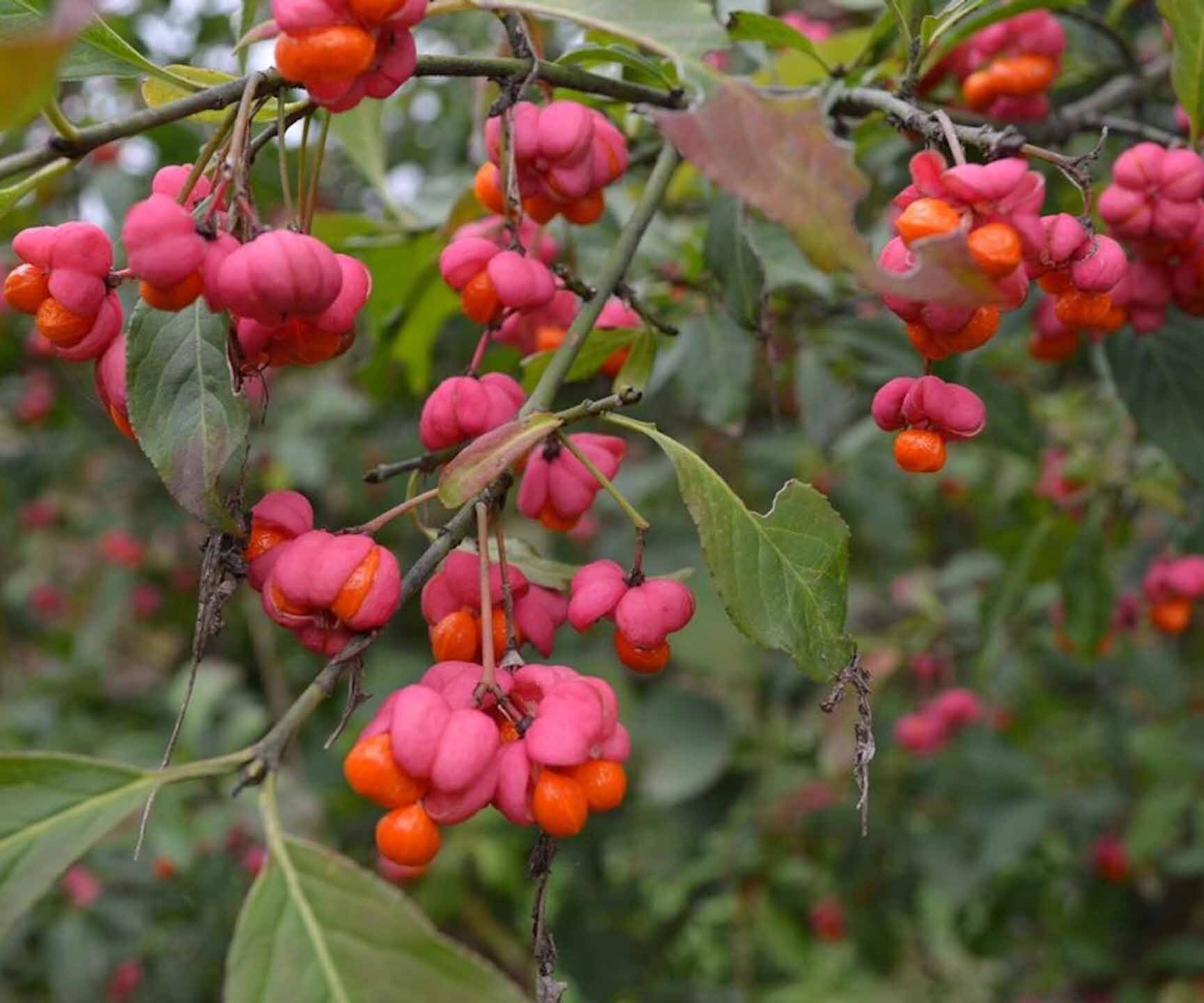  شمشاد اروپایی قرمز 