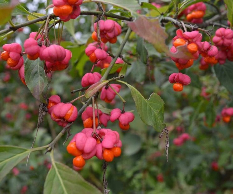 شمشاد اروپایی قرمز