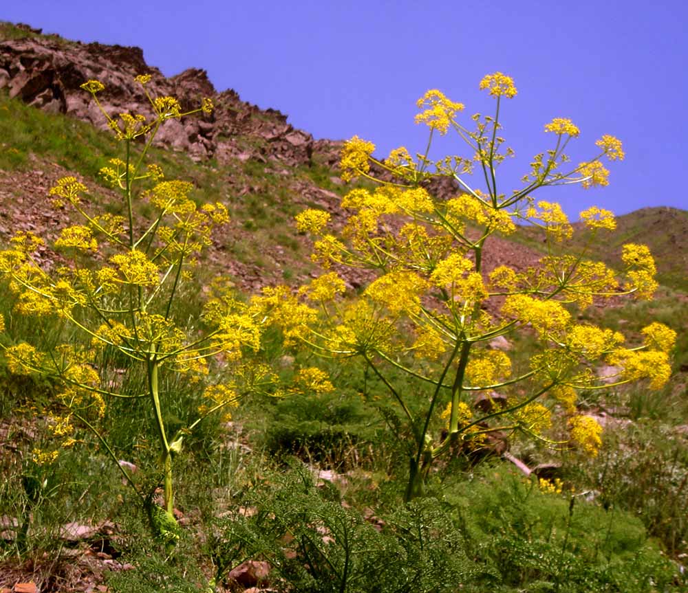 بذر آنغوزه Ferula assa-foetida