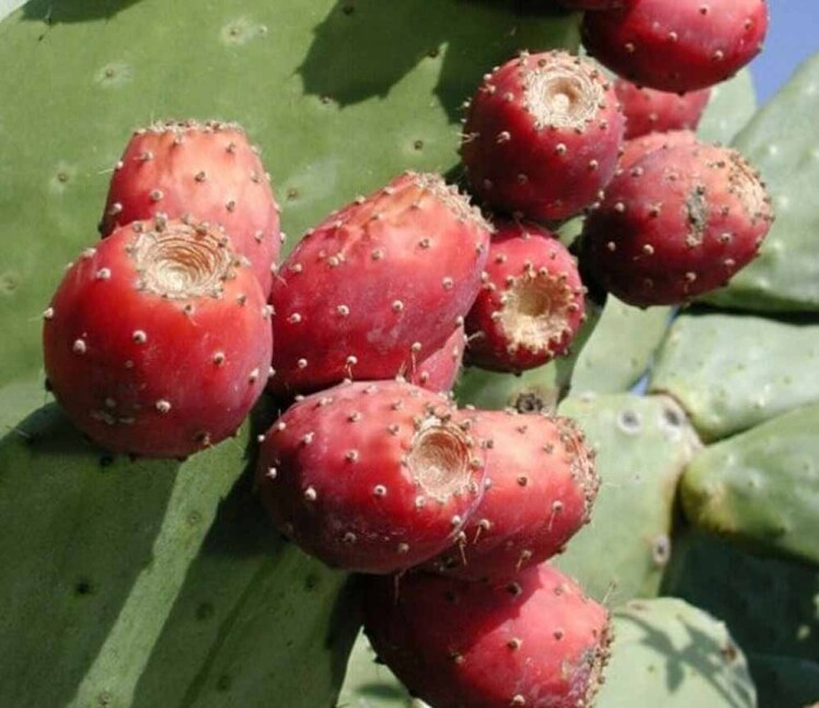 میوه کاکتوس