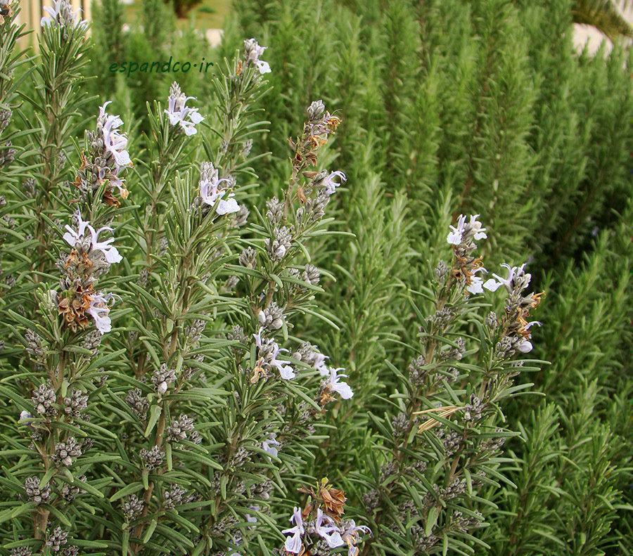 گیاه دارویی رزماری Rosmarinus officinalis