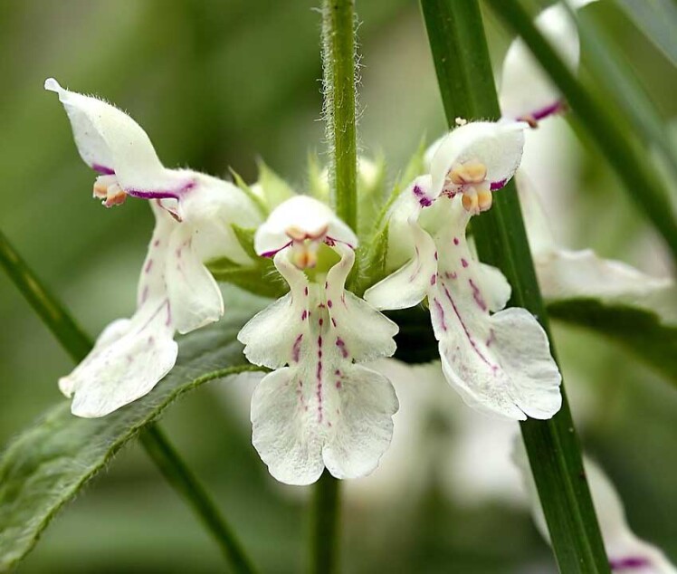 گیاه سنبله ای