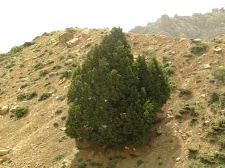  Juniperus excelsa 