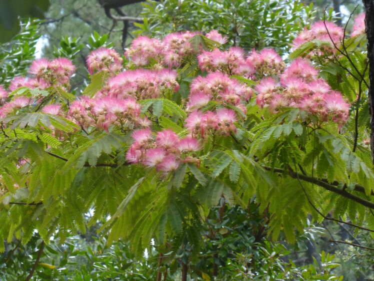 بذر درخت ابریشم، شب خُسب Albizia julibrissin 