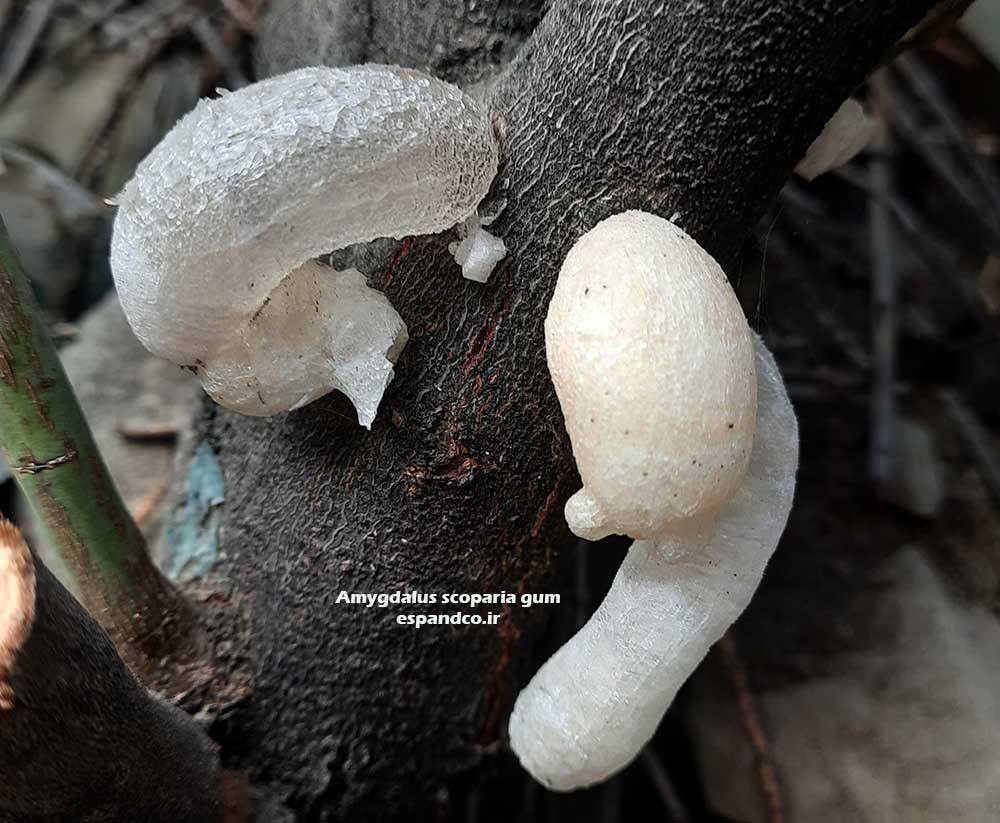گیاه دارویی صمغ ایرانی، زدو Amygdalus scoparia gum