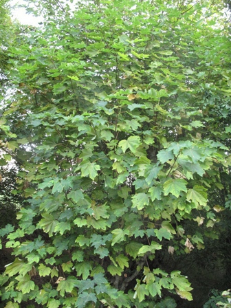  Acer pseudoplatanus 