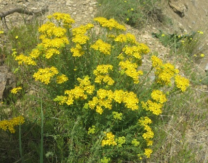 بذر گیاه گل راعی Hypericum scabrum