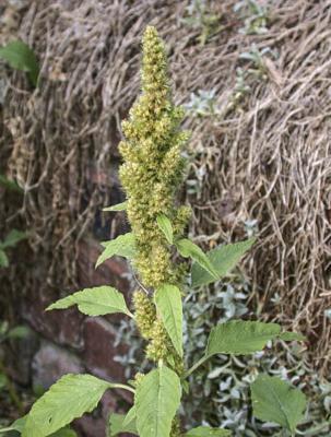 بذر گیاه تاج خروس وحشی Amaranthus retroflexus