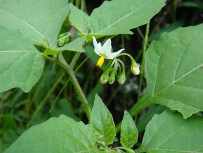  بذر تاجریزی سیاه Solanum nigrum 
