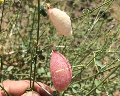  Oreophysa microphylla 