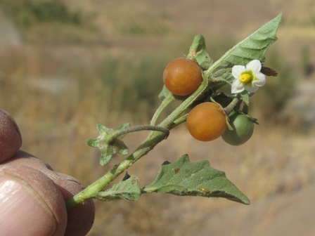  Solanum villosum 