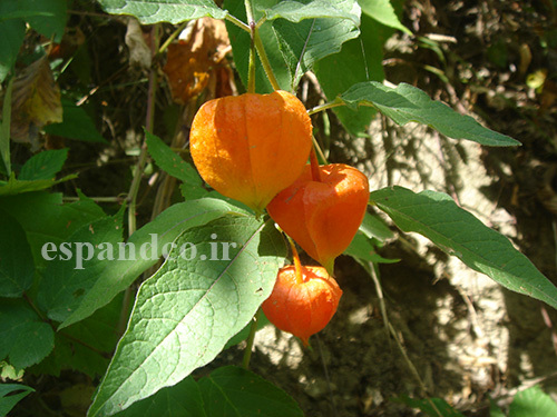 بذر گیاه عروسک پشت پرده، کاکنج Physalis alkekengi