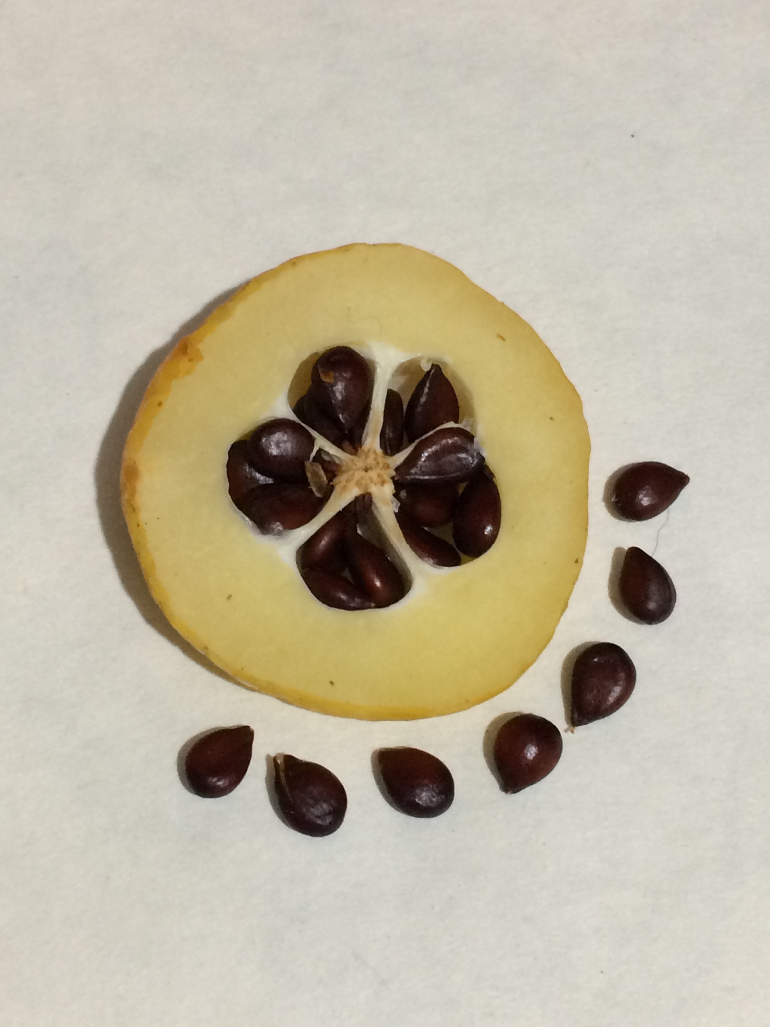  Chaenomeles japonica seed 