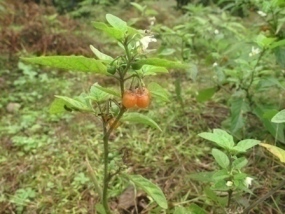 تاجریزی نارنجی
