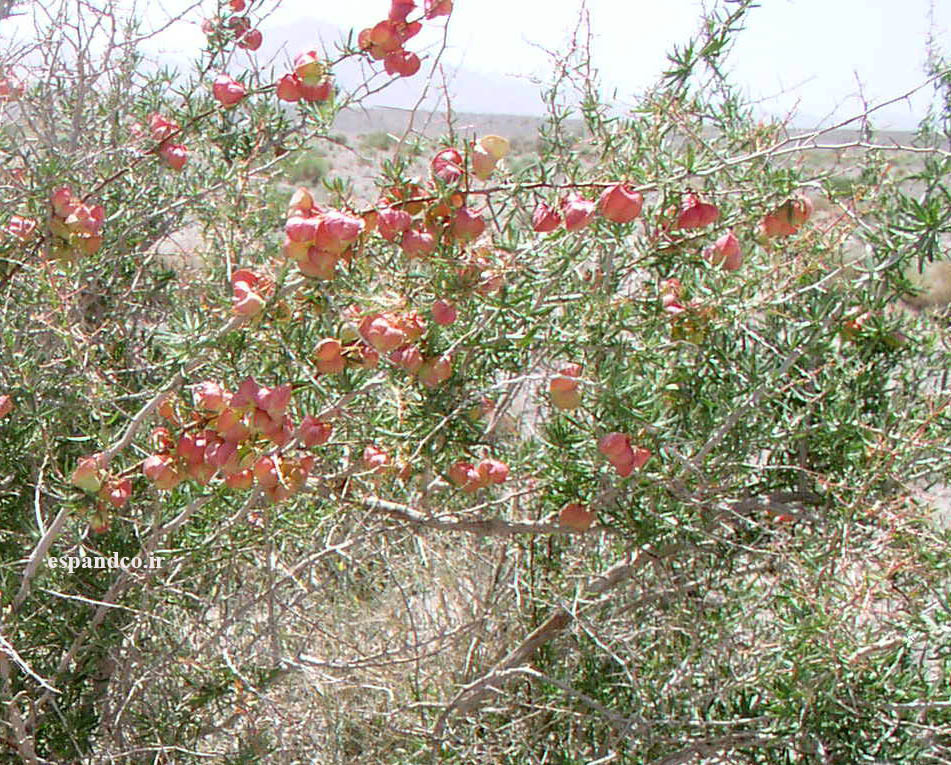  بذر گیاه کهتر، کتور 