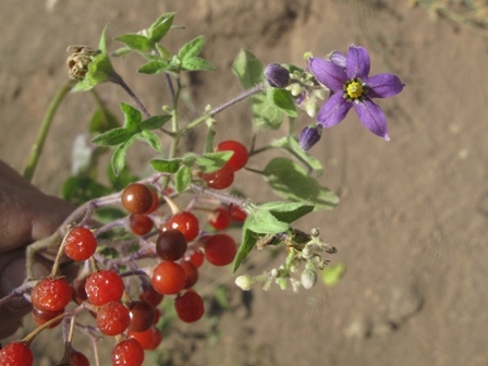 بذر تاجریزی جنگلی 