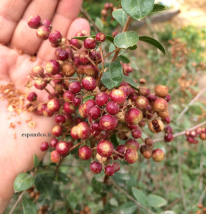 حنا، مهندی