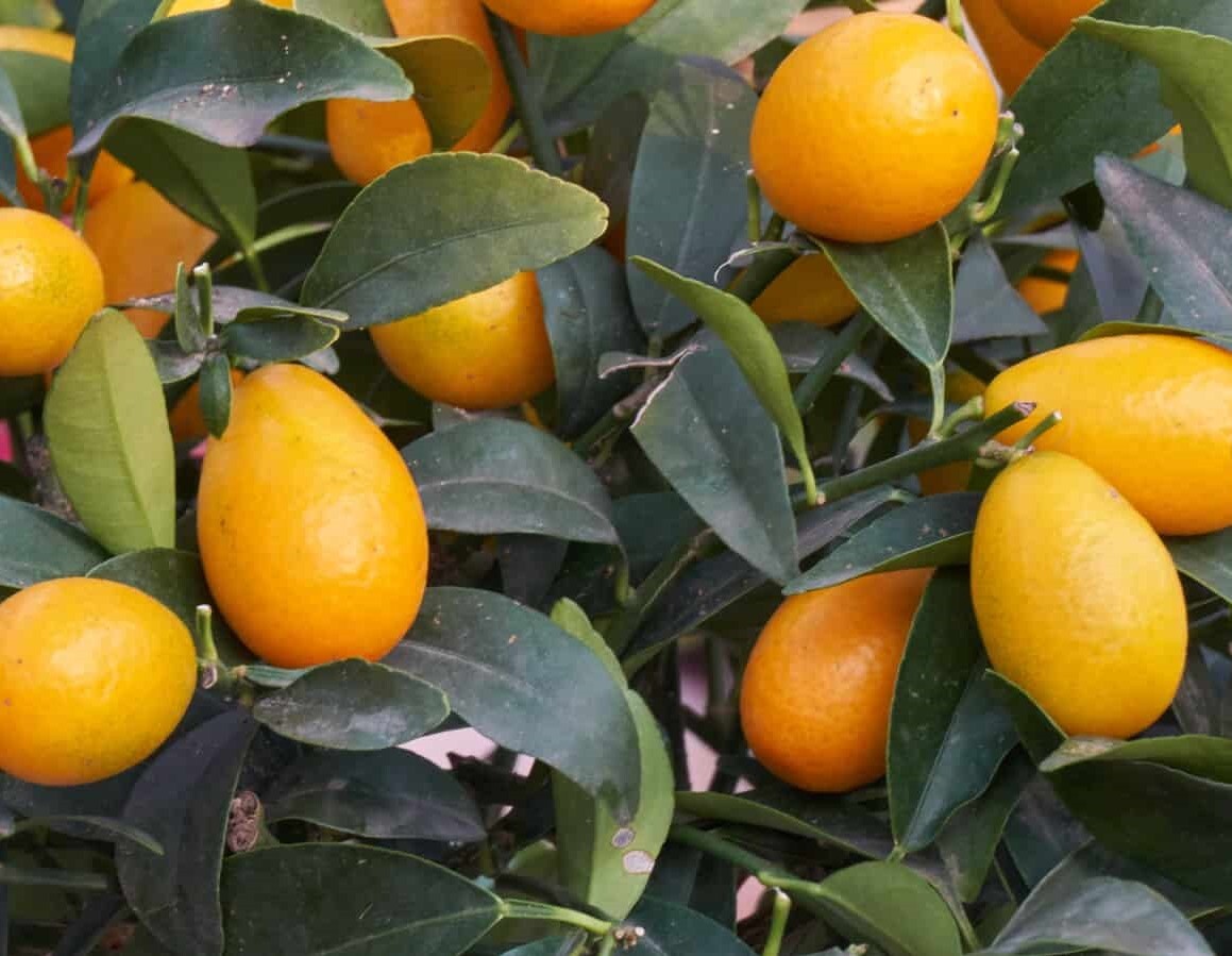  بذر کامکوات 