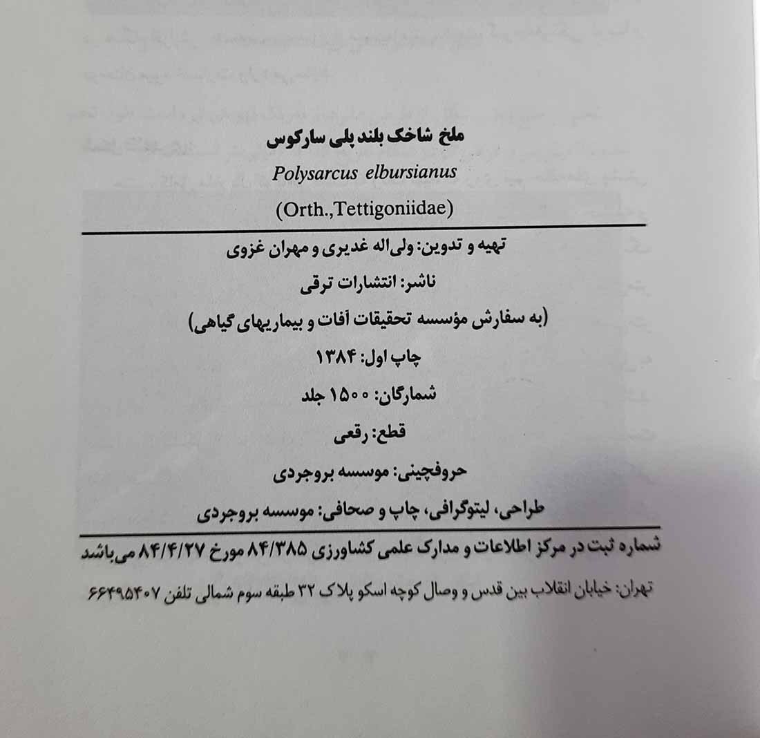  ملخ شاخک بلند پلی سارکوس 