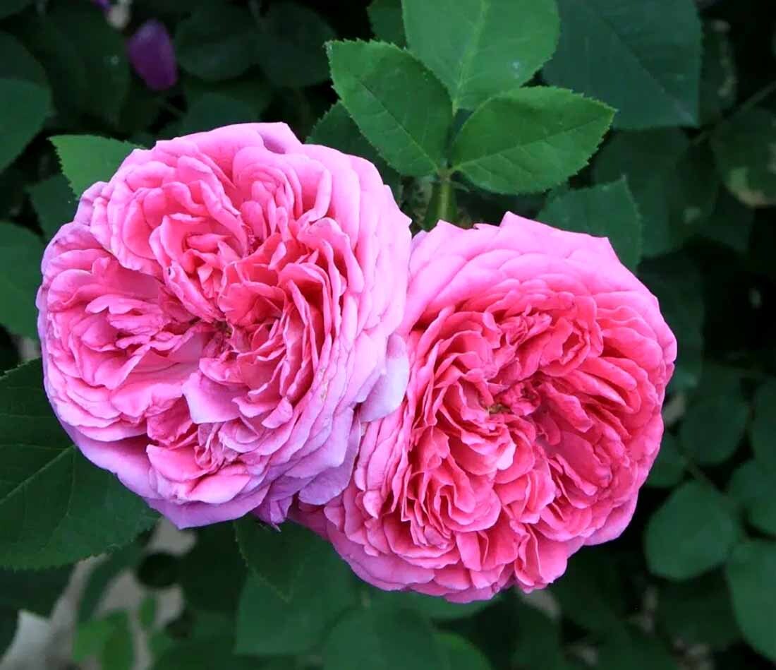 بذر گل محمدی